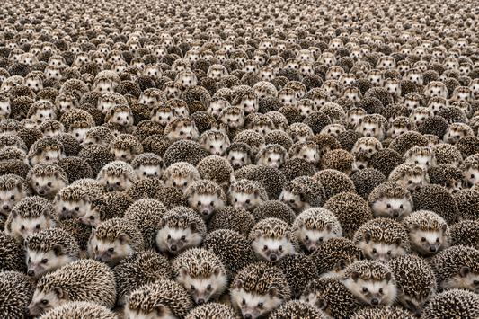 Every Hedgehog Ever